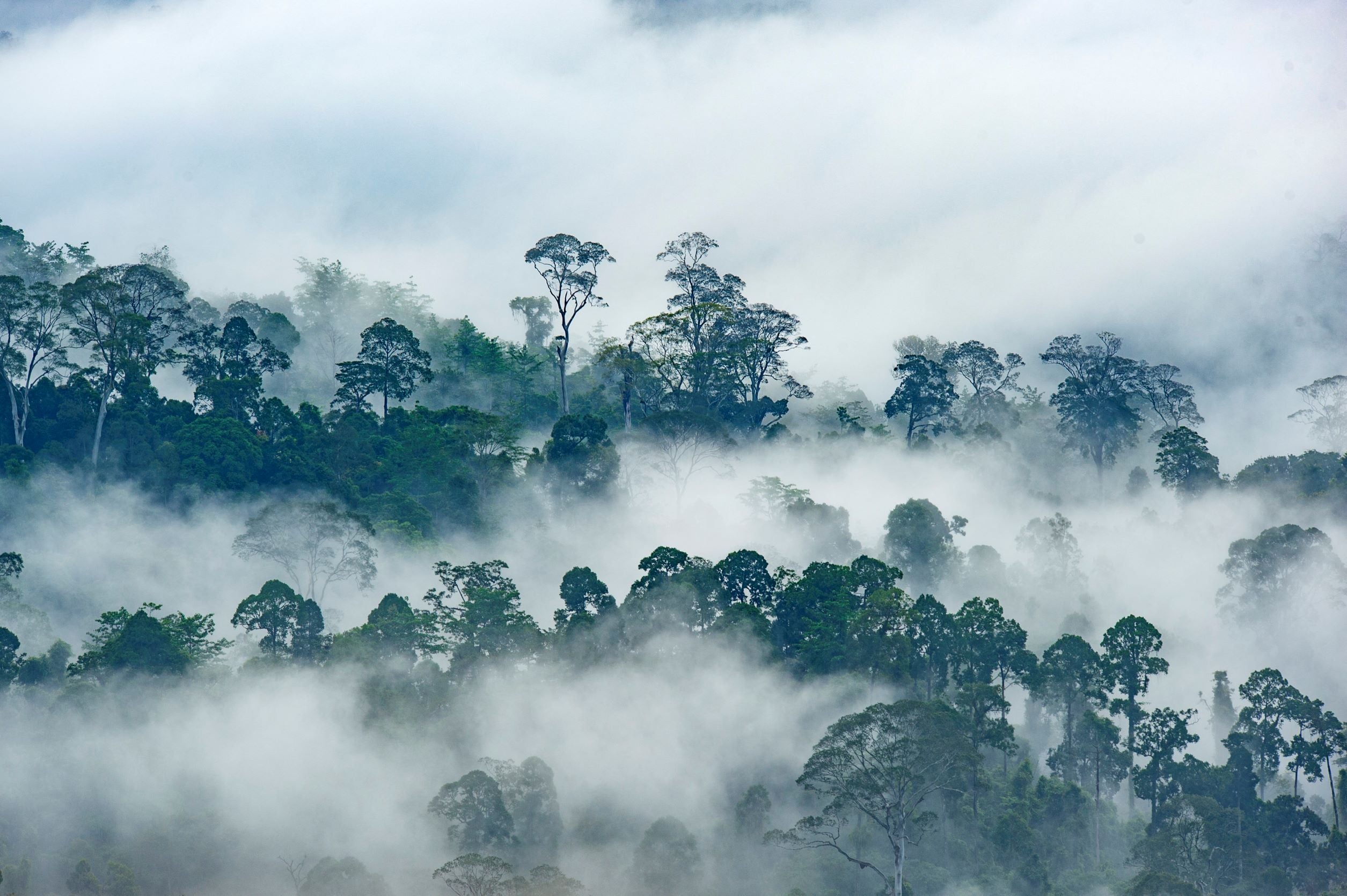 Danum Valley Conservation Area, State of Sabah, Borneo Island, Malaysia, August 5, 2019.