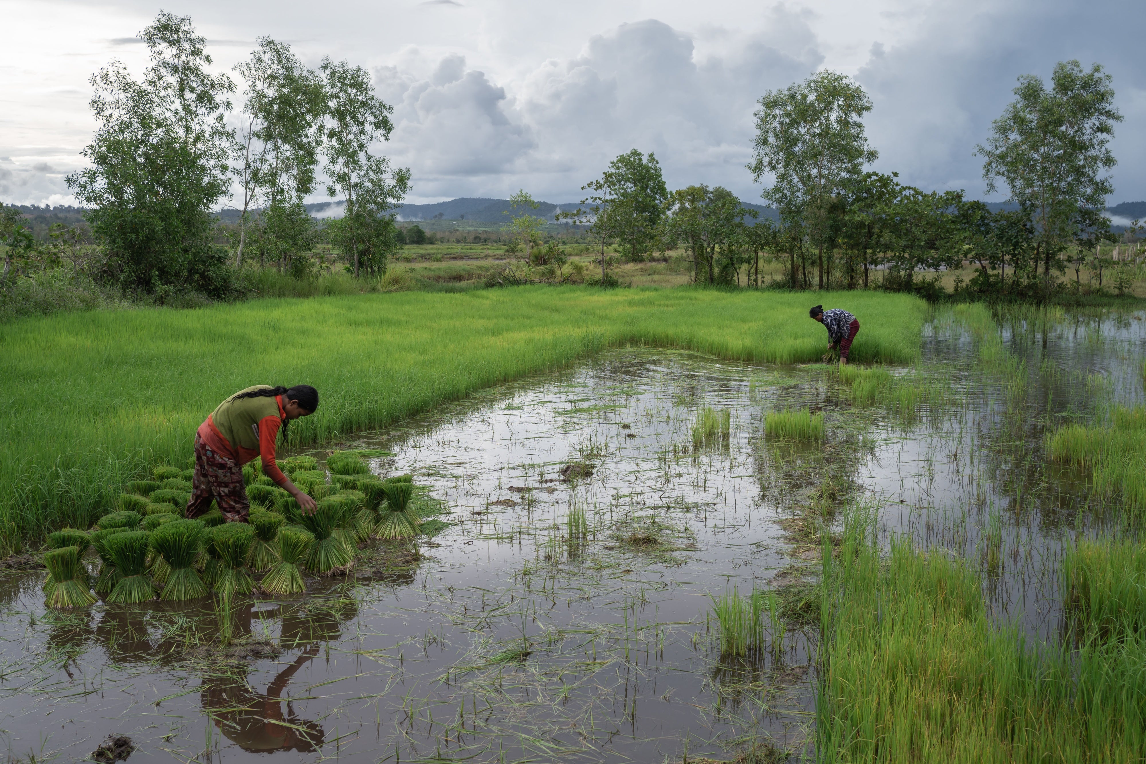 Two women harvesting rice in a rural rice field