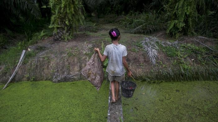 A child carries palm kernels collected from the ground across a creek at an oil palm plantation in Sumatra, Indonesia, November 2017.