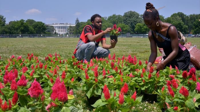Kehmari Norman, a community garden specialist in DC and owner of Black Flower Market (BLK FLWR MRKT) and a local volunteer tend to a 150-foot garden planted outside the White House to raise awareness for reparations for the legacy of slavery, in Washington, DC. 
