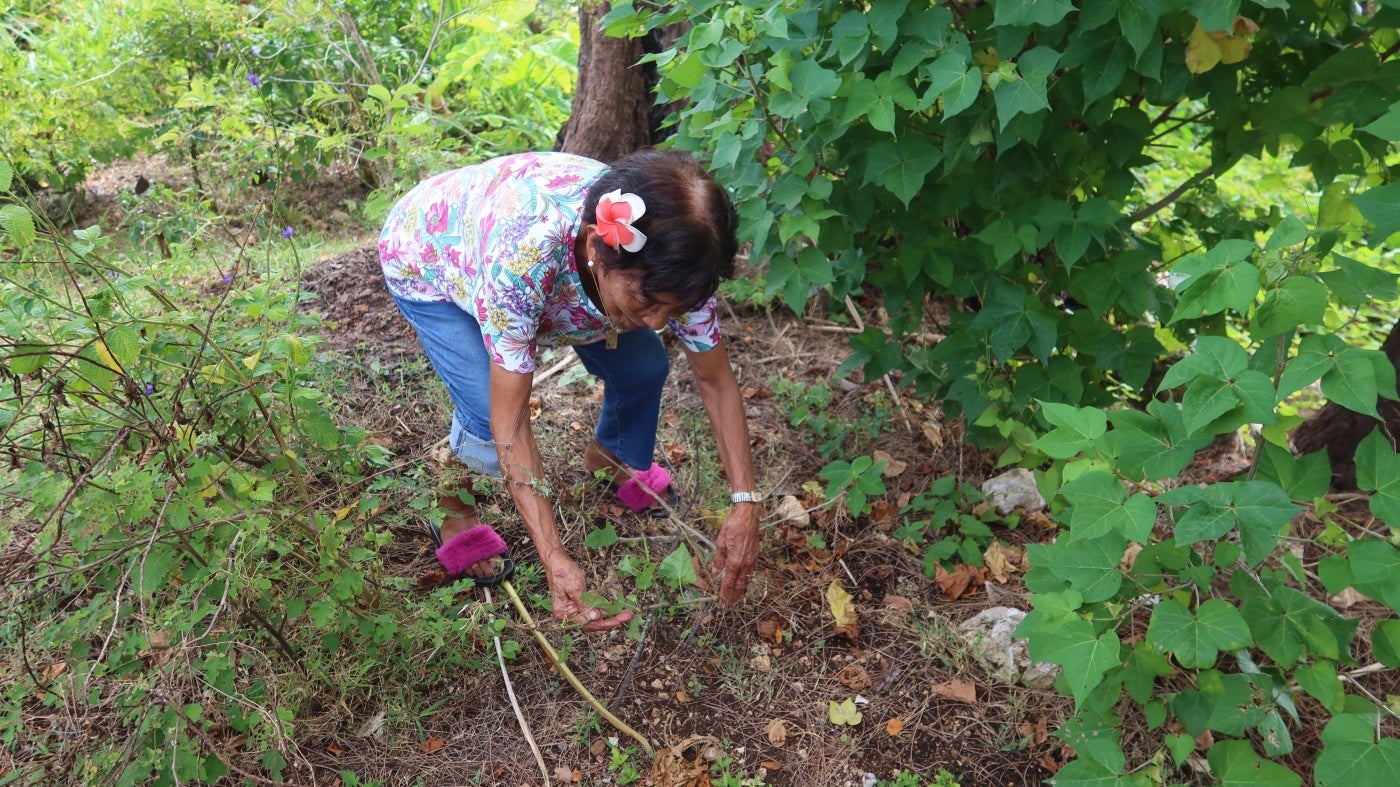 Mama Chai, an 88-year-old Indigenous Chamorro yo’åmte, or medicine woman, shows how to collect medicinal roots and plants, without harming the trees, Guam, May 2023. 