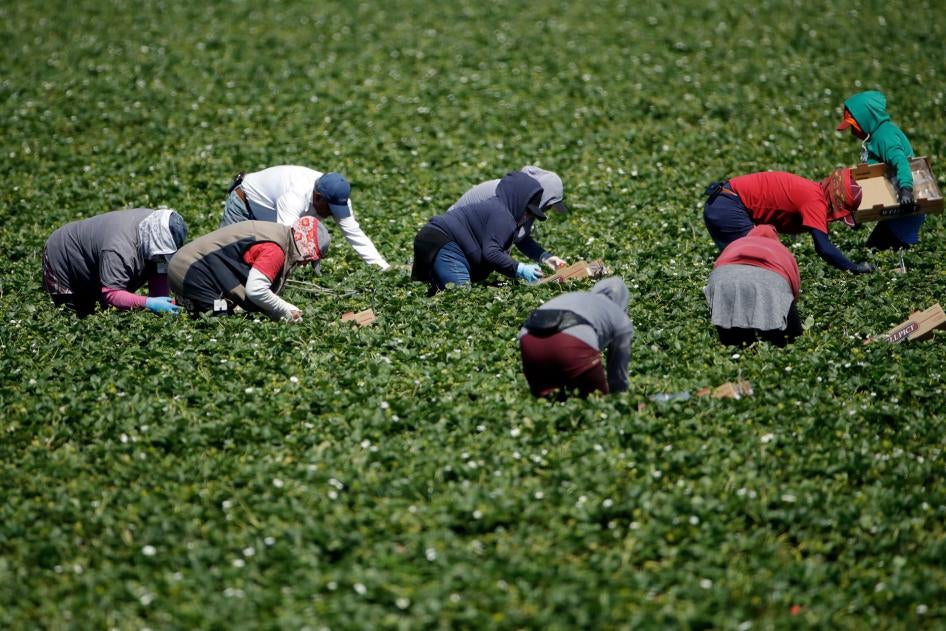 Farmworkers, considered essential workers under the current Covid-19 pandemic guidelines, work a strawberry field in Santa Paula, California, April 15, 2020. 