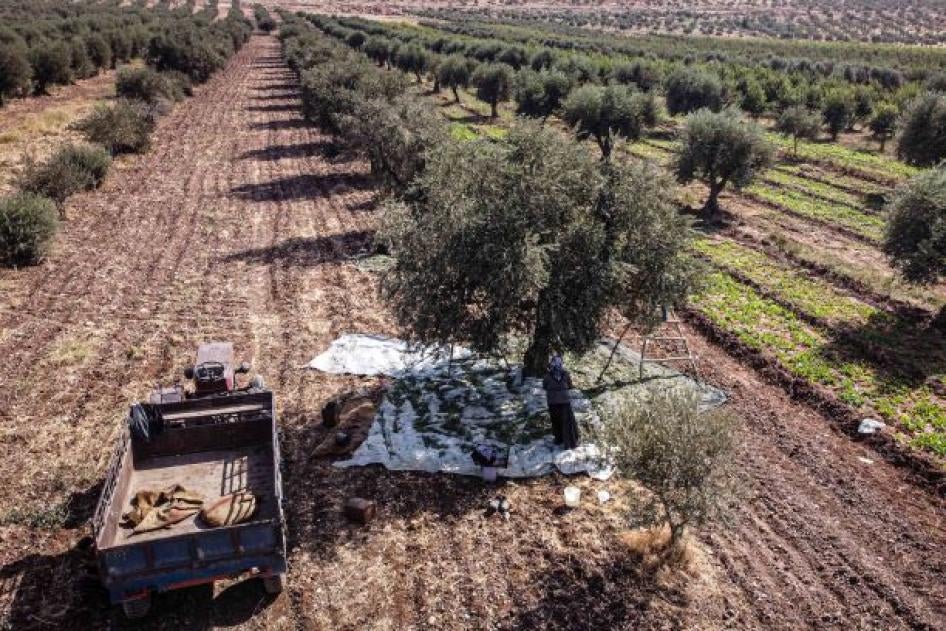 Syrian farmers harvest olives in Idlib, Syria on November 21, 2020. Despite the negative effects of fertilization, tree pruning and transportation costs as well as the increase in fuel prices, farmers started to harvest olives, their main source of their income. The land pictured is not representative of the cases investigated by Human Rights Watch.