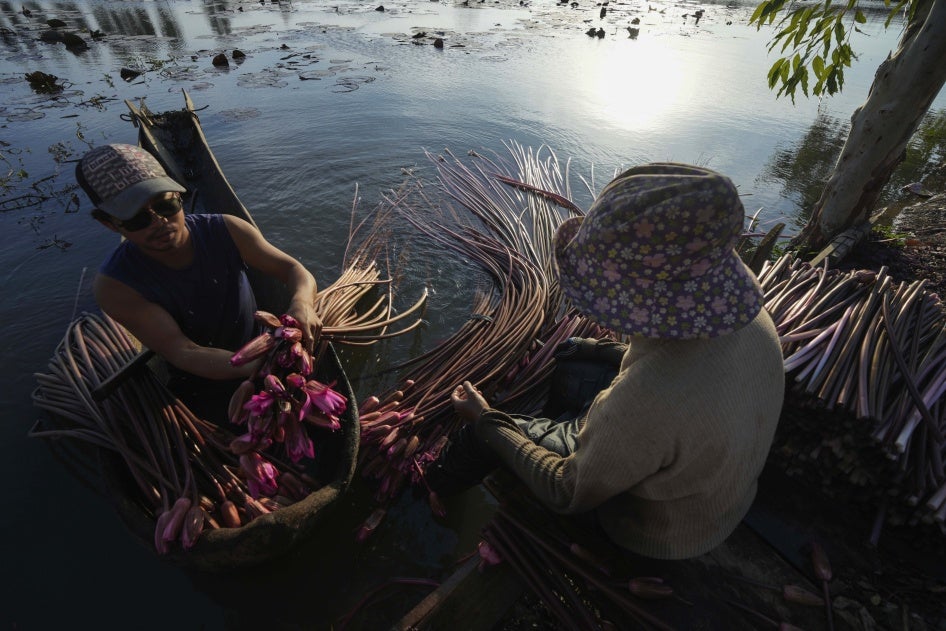 Eine Familie pflückt Seerosen aus dem Boeung-Tamok-See, um sie auf dem Markt in Phnom Penh, Kambodscha, zu verkaufen, 14. Januar 2025.