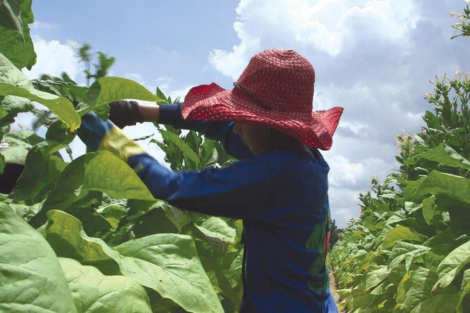 A 15-year-old girl works on a tobacco farm in North Carolina. July 2013.