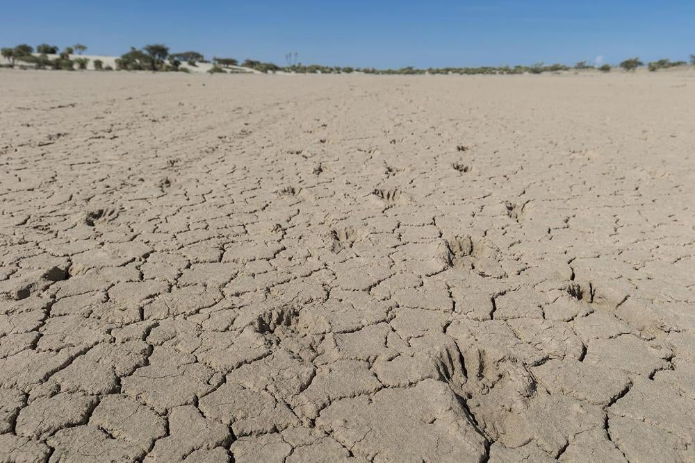 Empreintes de pas dans la terre sèche