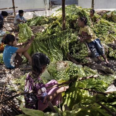 Children tie tobacco leaves onto sticks