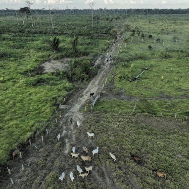 Cattle walk along an illegally deforested area in an extractive reserve near Jaci-Parana, Rondonia state, Brazil, July 12, 2023. 